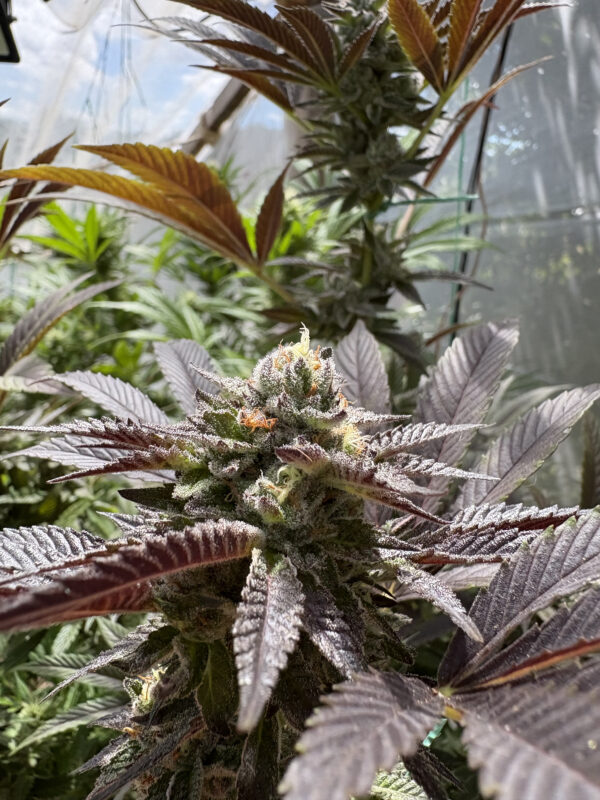 Esquejes de Bling Blaow - Compound Genetics - Imagen 5