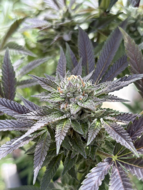 Esquejes de Bling Blaow - Compound Genetics - Imagen 2