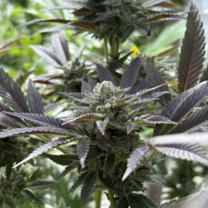 Esquejes de Bling Blaow - Compound Genetics