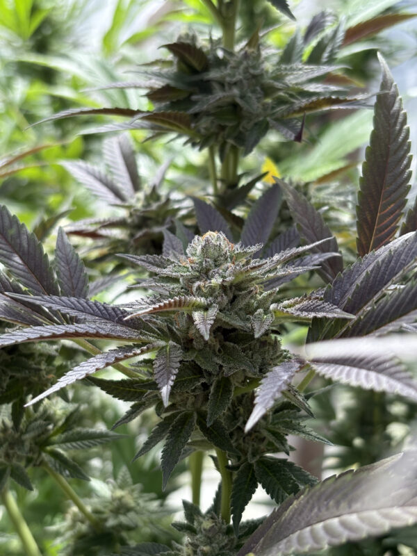 Esquejes de Bling Blaow - Compound Genetics