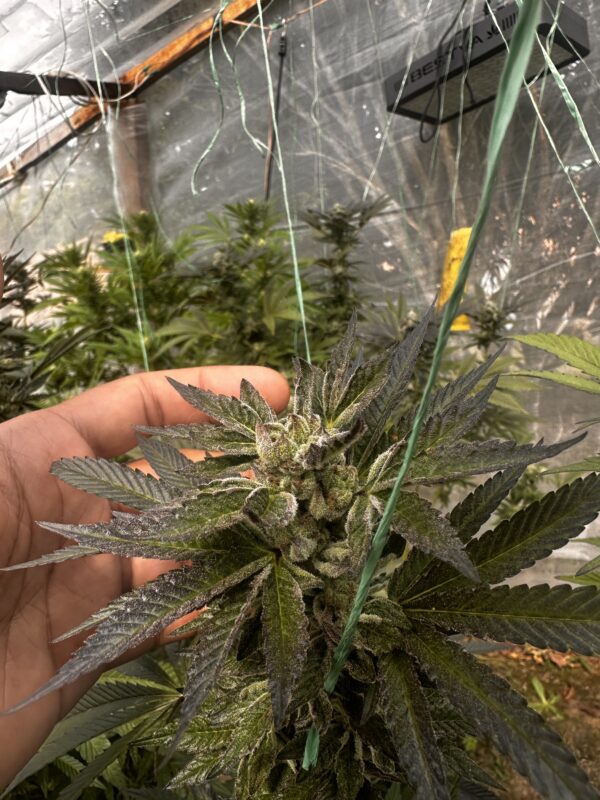 Esquejes de La Neta - Compound Genetics - Imagen 5