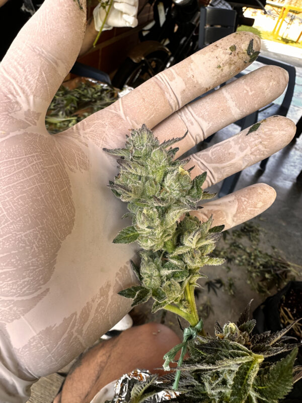 Esquejes de Bling Blaow - Compound Genetics - Imagen 4