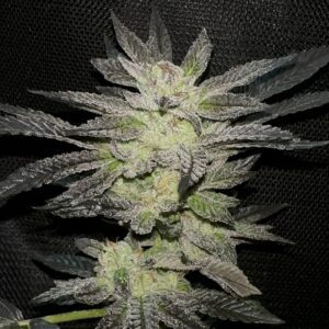 Esquejes de La Neta - Compound Genetics