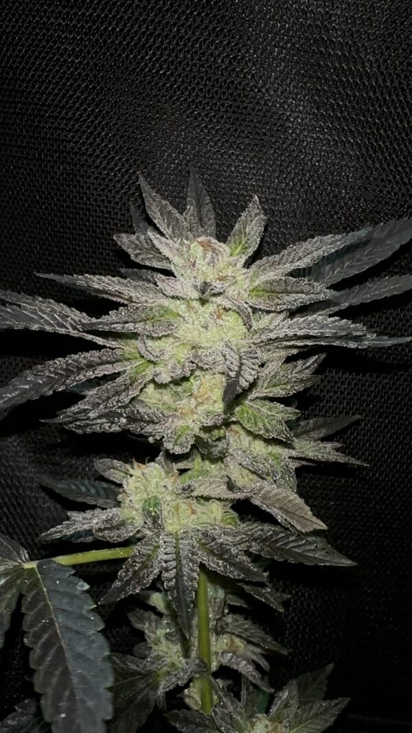 Esquejes de La Neta - Compound Genetics