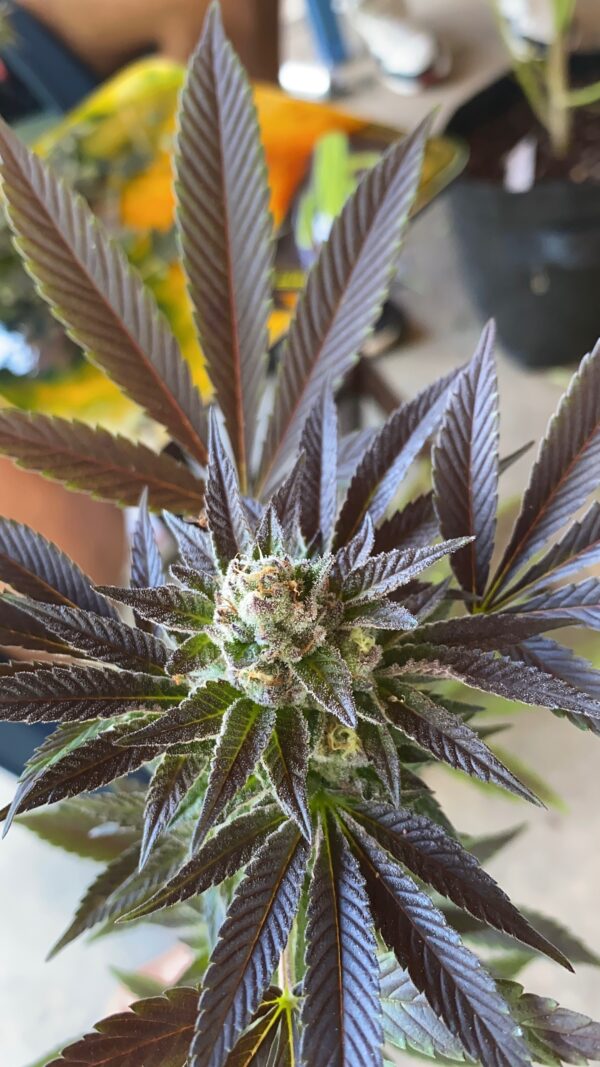 Esquejes de La Neta - Compound Genetics - Imagen 3